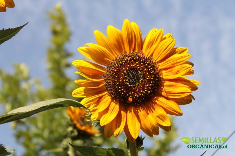 Semillas de girasol rojo - Semillas Orgánicas, semillas ecológicas y  semillas raras para huertos