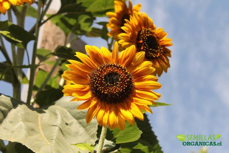 Semillas de girasol rojo - Semillas Orgánicas, semillas ecológicas y  semillas raras para huertos